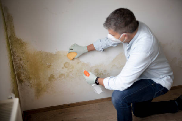 Best Mold Damage Restoration  in USA